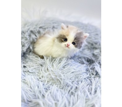 먼치킨 분양합니다